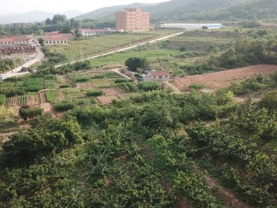 牟平区新垦庄村45亩果园图3