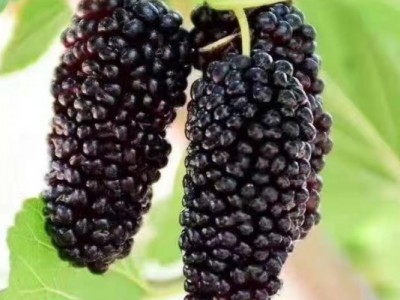 门楼水库千百度庄园桑葚采摘门票图2