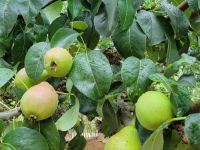 莱山天籁花园附近果园采摘图6