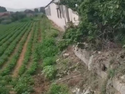 牟平区北松山村花棚图3
