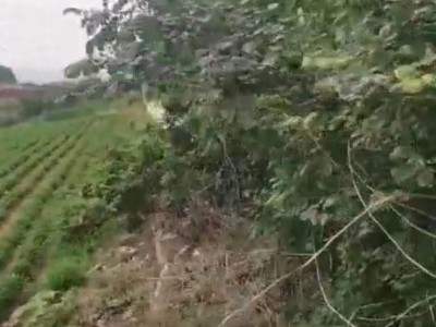 牟平区北松山村花棚图4