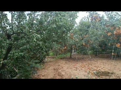 莱山区莱山镇周边果园可做会所图3