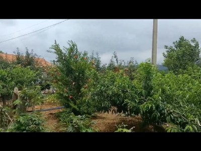 莱山区莱山镇周边果园可做会所图2