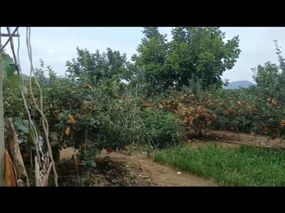 莱山区莱山镇周边果园可做会所图5