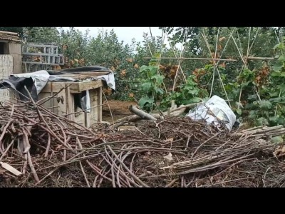 莱山区莱山镇周边果园可做会所图4