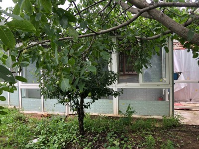 芝罘区大东夼2亩带房果园图4