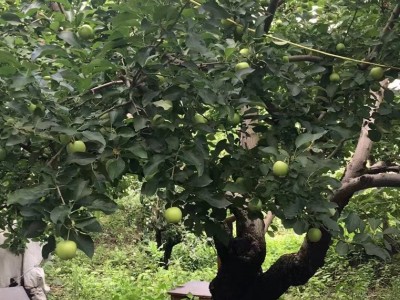 芝罘区大东夼2亩带房果园图6