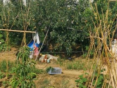 天籁花园东山果园图3