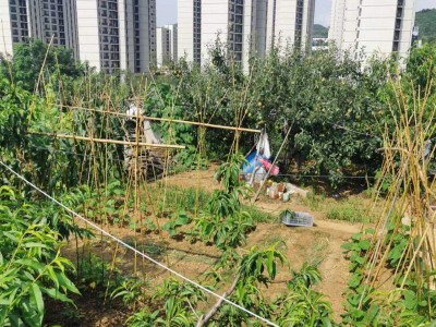 天籁花园东山果园图2