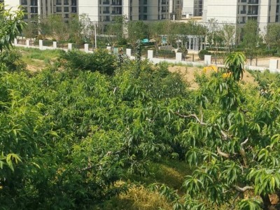 天籁花园东山果园图7