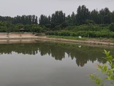 莱山区植物园附近垂钓水塘出租图3