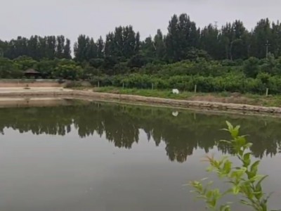 莱山区植物园附近垂钓水塘出租图7