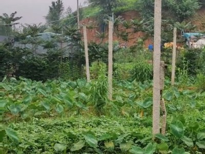 芝罘区牟村附近两亩带房土地出租图6