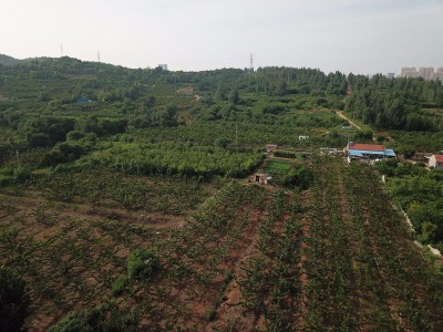 莱山区东解家庄村32亩果园图4