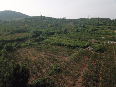 莱山区东解家庄村32亩果园图3