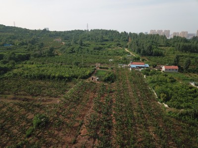 莱山区东解家庄村32亩果园图6