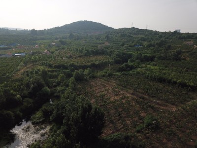 莱山区东解家庄村32亩果园图7