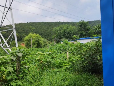 芝罘区带房5亩果园出租图5