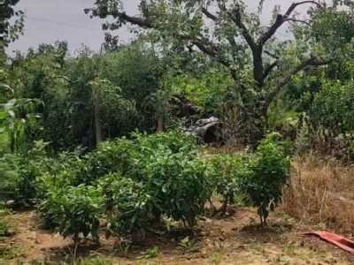 芝罘区带房5亩果园出租图8