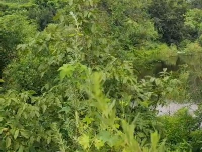 芝罘区带房5亩果园出租图10