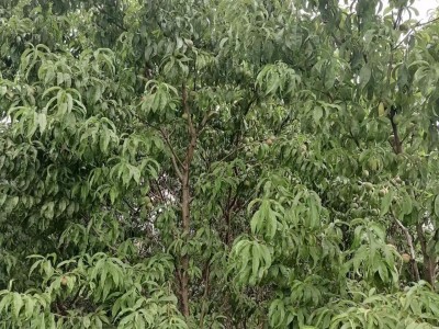 芝罘区汽车南站附近3亩土地图3