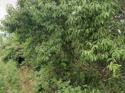 芝罘区汽车南站附近3亩土地图5