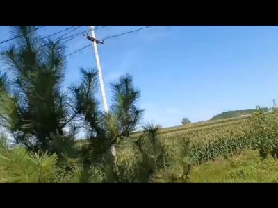 牟平区水道镇1000亩土地图6