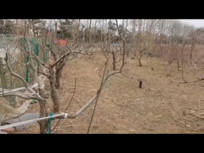海阳市碧桂园旁土地租售(海滨路北侧)图2